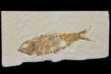 Fossil Fish (Knightia) - Wyoming #150632-1